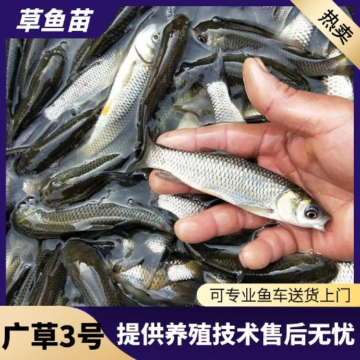 普定县热销草鱼苗  四大家鱼苗基地批发草鱼鲫鱼鲤鱼花白鲢 优质鱼苗