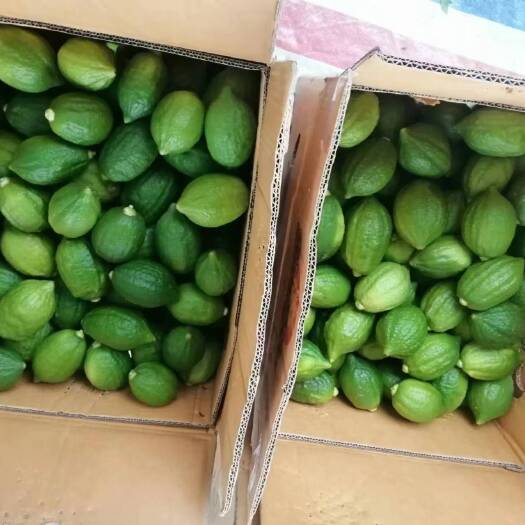 怀集县广东无籽香水柠檬