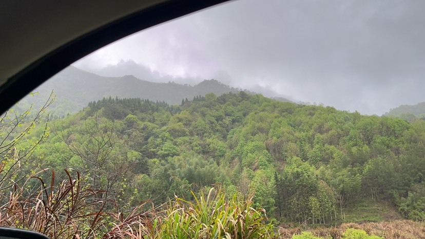 光泽县大量出售18年厚朴树，厚朴山，有需要的老板可联系