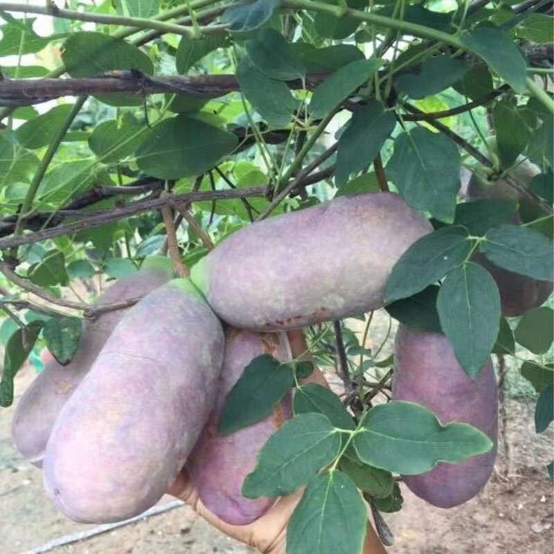 八月瓜种子紫八月瓜种子多年生爬藤植物食用水果八月瓜种籽