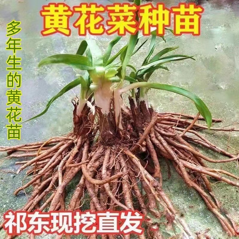 祁东县黄花苗根黄花菜种子苗多年生的草本植物食用黄花菜苗子