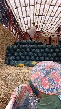南宁广西黑美人大量坡地瓜上市中，