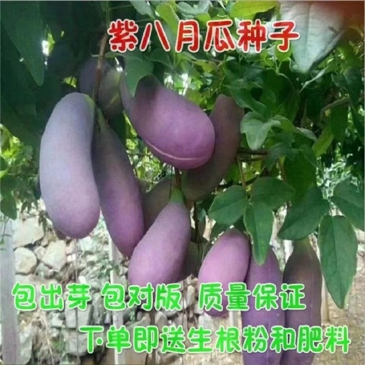 八月瓜种子紫八月瓜种子多年生爬藤植物食用水果八月瓜种籽