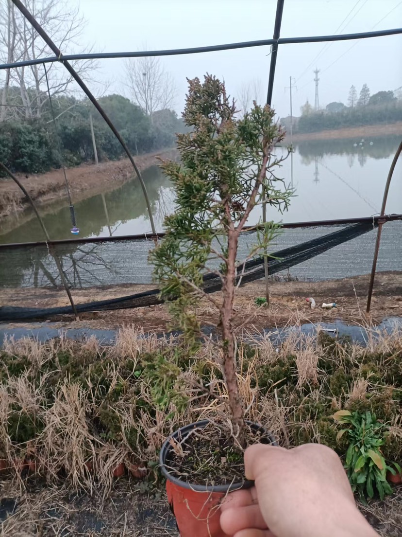 武汉济州真柏两年大苗，高30公分左右，粗0.8左右，100棵起