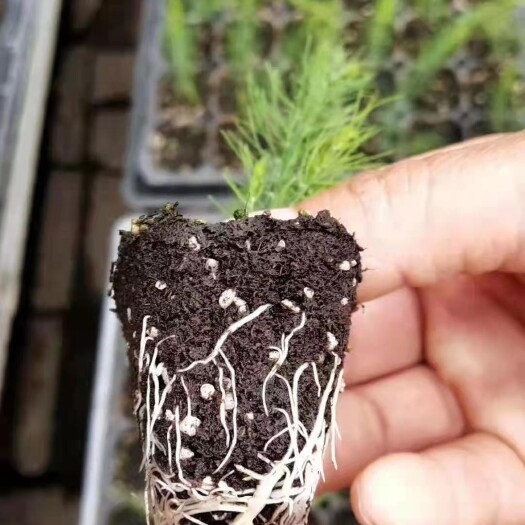 曹县鑫航育2号F1芦笋苗批发，根粗苗壮，存活率高，免费技术指导