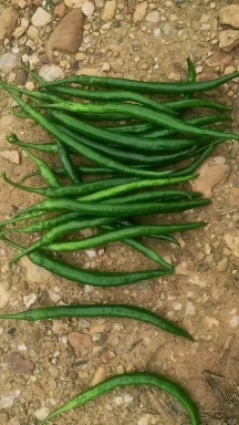 钦州鲜辣椒