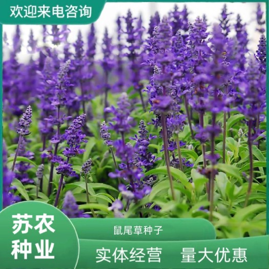 蓝花鼠尾草花种子一串兰花籽多年生耐寒四季播种开花庭院花种籽子