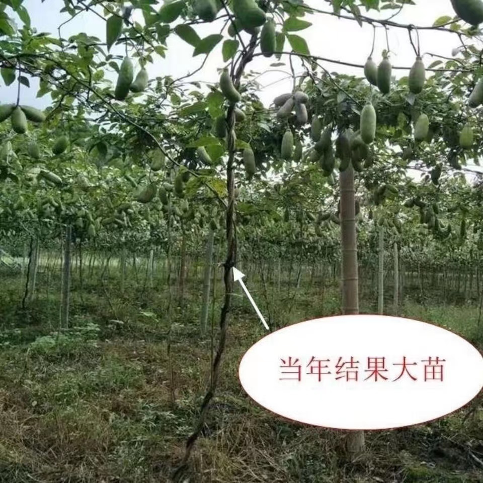 八月瓜种子紫八月瓜种子多年生爬藤植物食用水果八月瓜种籽