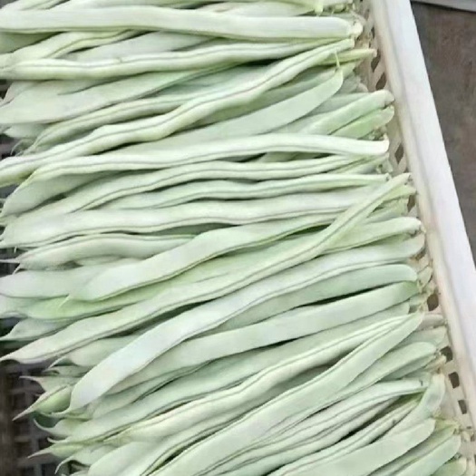 四季豆白不老，白芸豆