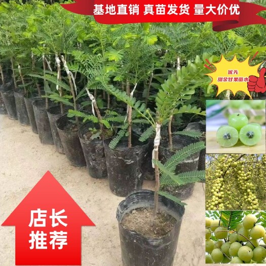 灵山县特大余甘果苗甜余甘果苗牛甘子苗嫁接苗杯苗裸根苗