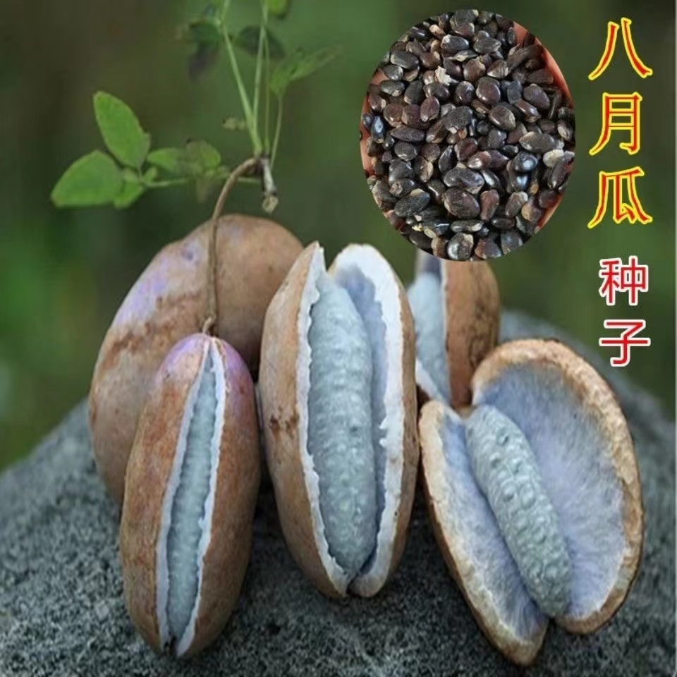 八月瓜种子紫八月瓜种子多年生爬藤植物食用水果八月瓜种籽