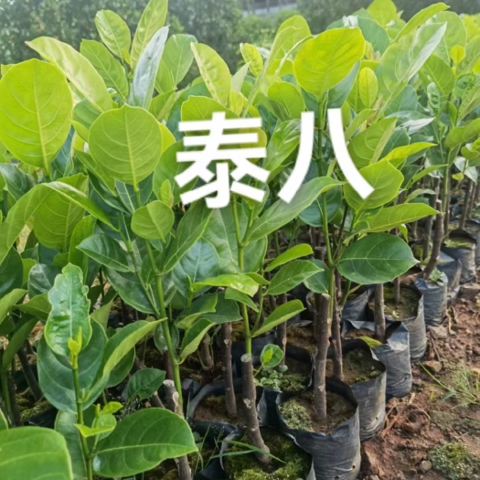 白沙县泰国八号菠萝蜜苗
