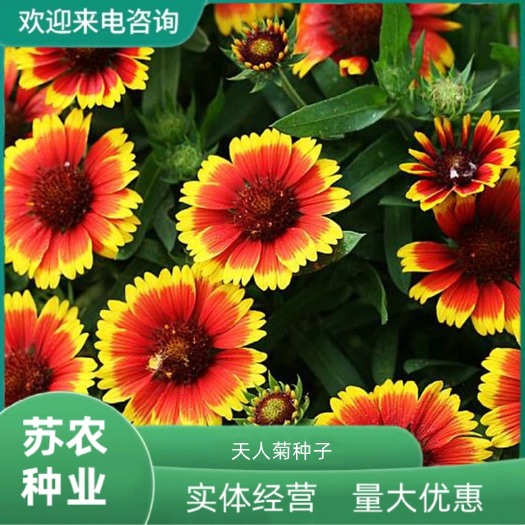 天人菊种子观赏花卉多年生花草耐热耐旱宿根花盆栽花海绿化花草籽