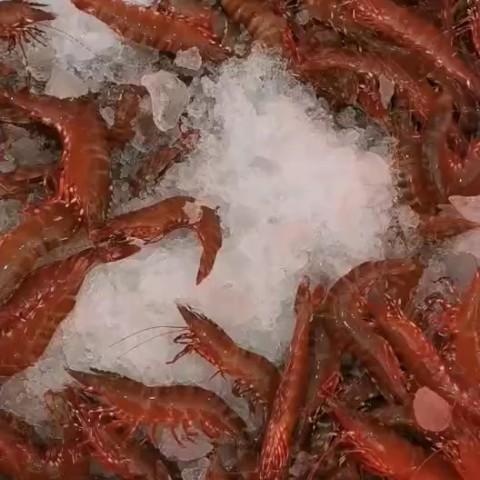 红角虾批发-冷冻红角虾批发厂家-活冻红角虾供应