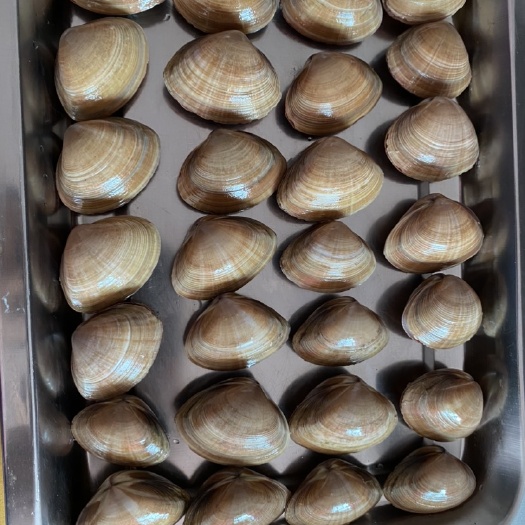 东港市黄蚬子，颗粒饱满，大量接单