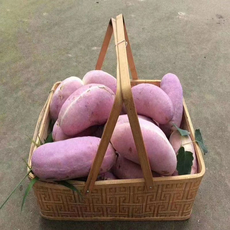 八月瓜种子紫八月瓜种子多年生爬藤植物食用水果八月瓜种籽