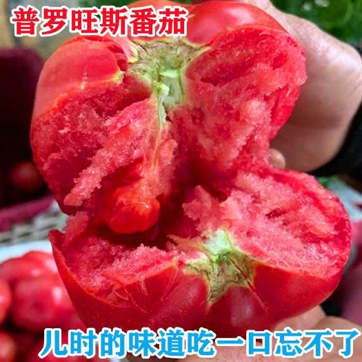 寿光市大粉番茄苗