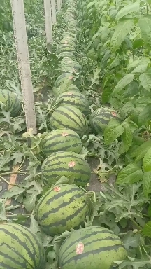 南乐县甜王西瓜，产地直销，质量保证