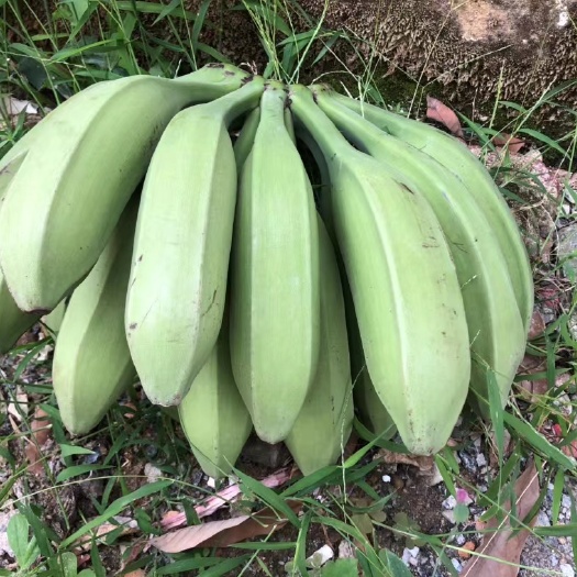 南宁牛角蕉大芭蕉 现摘现发 对接社区团购 全平台电商一件代发
