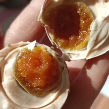 麻酱鸡蛋，红土麻酱腌制，麻酱口味蛋清不咸！