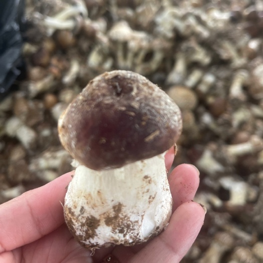 济南赤松茸（大球菇）