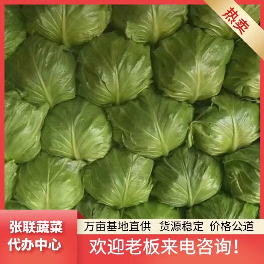 博爱县绿包菜 1.5~2.0斤