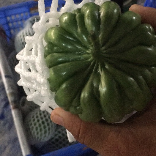 大丁苦瓜，