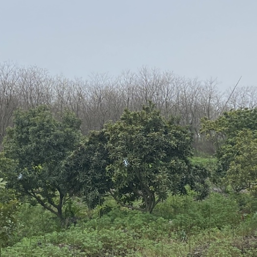 余姚市杨梅树
