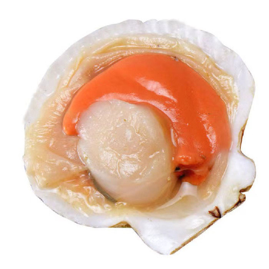 连云港半壳扇贝原浆原汁原装肥美款烧烤食材原	料批发半壳扇贝夏夷扇贝