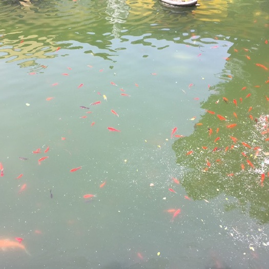 常州草鱼