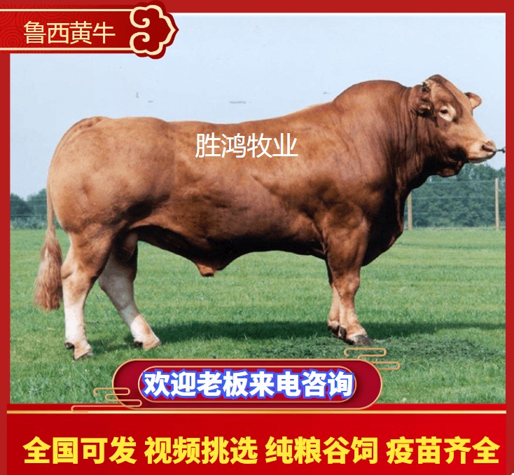 郓城县鲁西黄牛厂家出售，200斤300斤