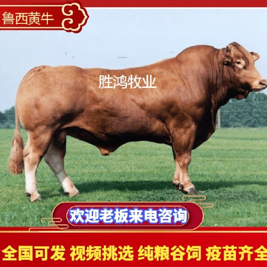 郓城县鲁西黄牛厂家出售，200斤300斤