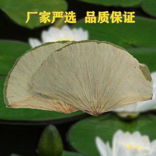 深圳微山湖整张大中小干荷叶切片荷叶
