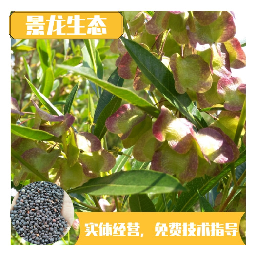 南宁车桑子种子 坡柳护坡灌木保持水土荒山复绿树种