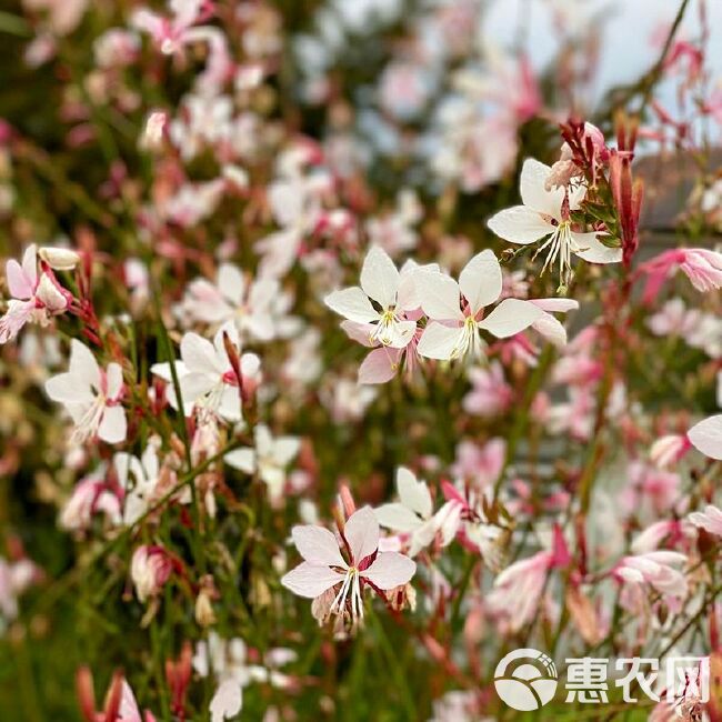 山桃草种子，盆栽千鸟花玉蝶花观花种籽四季庭院观叶种孑批发