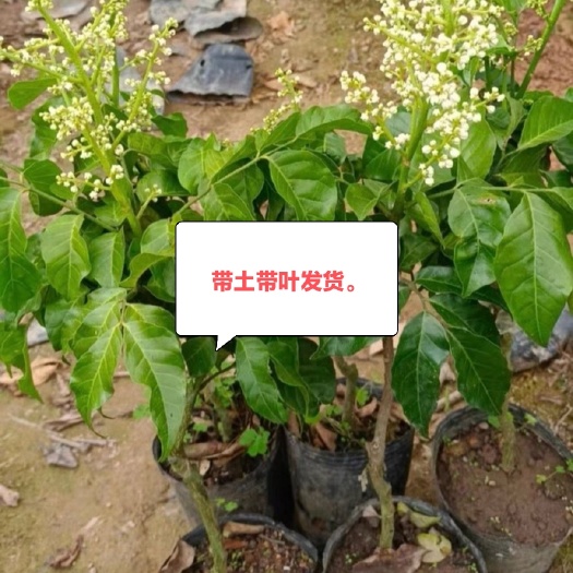 灵山县黑黄皮树苗嫁接大鸡心黄皮果树苗无核黄皮苗广西果树苗