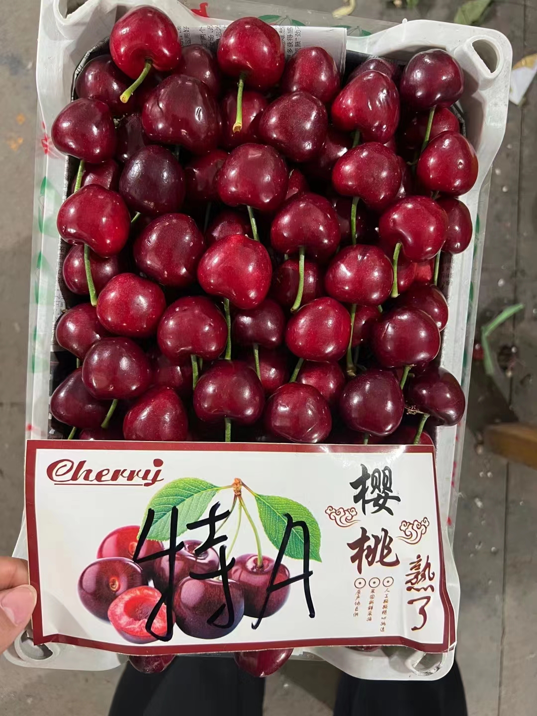 临朐县美早樱桃  红灯樱桃  大量上市