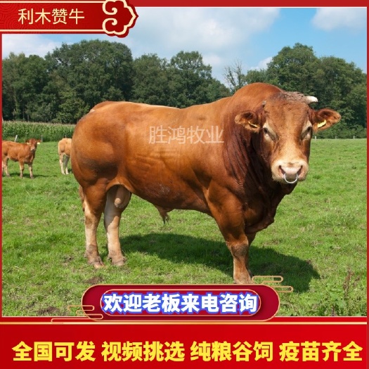 临澧县利木赞牛，西门塔尔，杂交黄牛大量出售