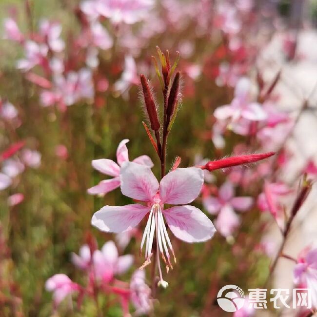 山桃草种子，盆栽千鸟花玉蝶花观花种籽四季庭院观叶种孑批发