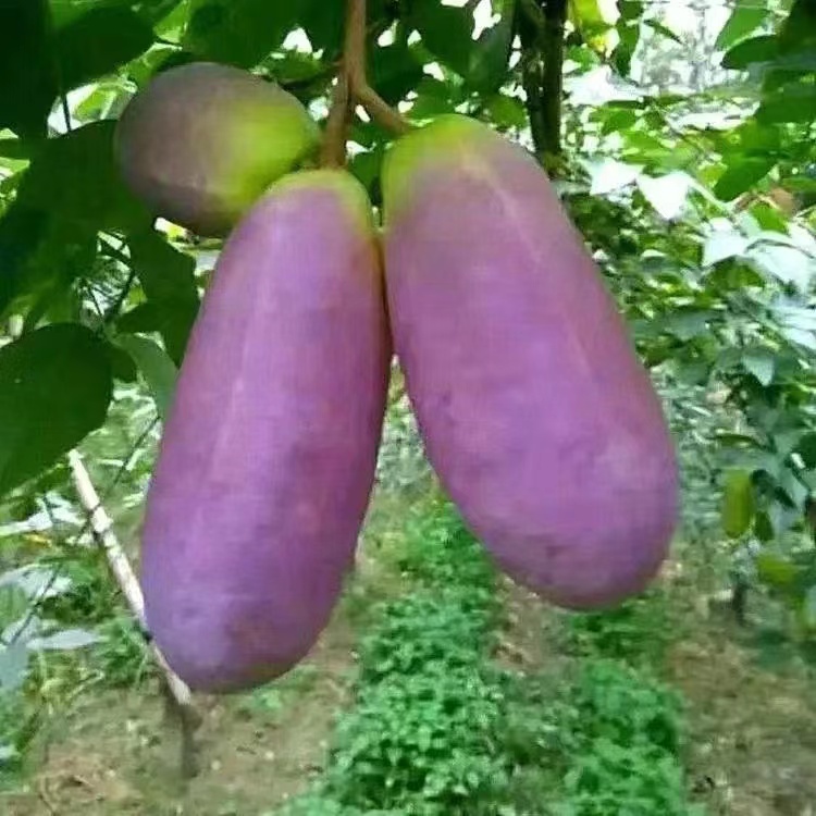 八月瓜种子紫八月瓜种子多年生爬藤植物食用水果八月瓜种籽