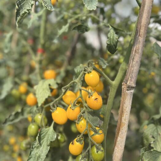 上海上海本地多彩小番茄大量上市，量大可谈
