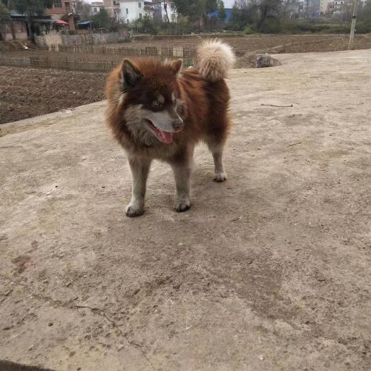 蓝山县出售阿拉斯加犬