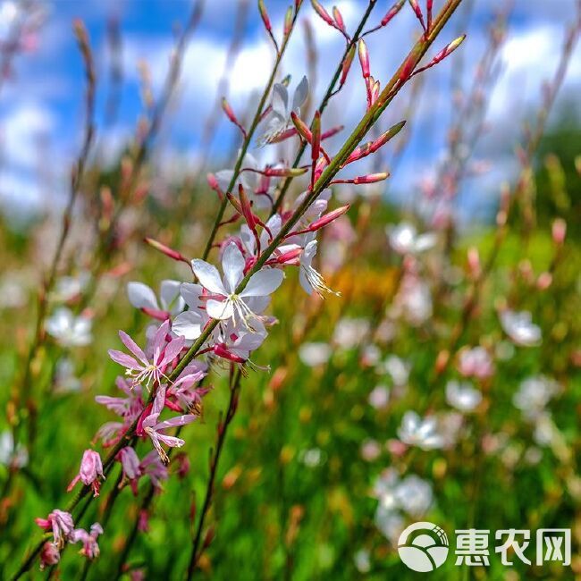 山桃草种子，盆栽千鸟花玉蝶花观花种籽四季庭院观叶种孑批发