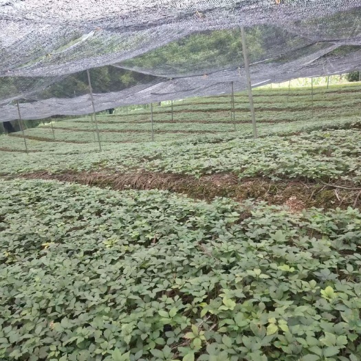 四川竹节参种苗，种子出售，可免费领样品试种。