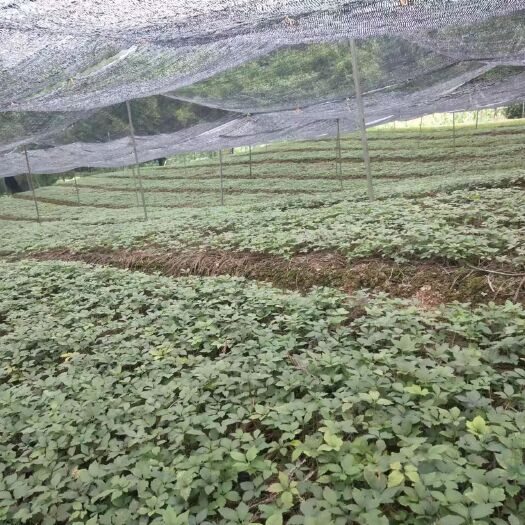 筠连县四川竹节参种苗，种子出售，可免费领样品试种。