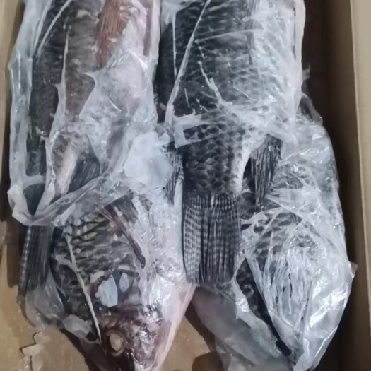 罗非鱼