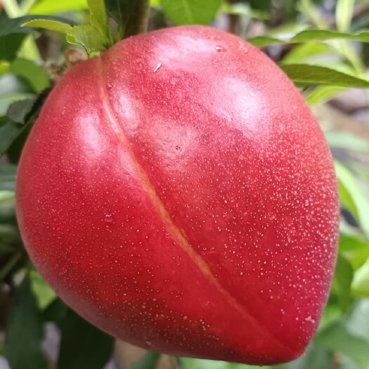 沂水县大棚油桃