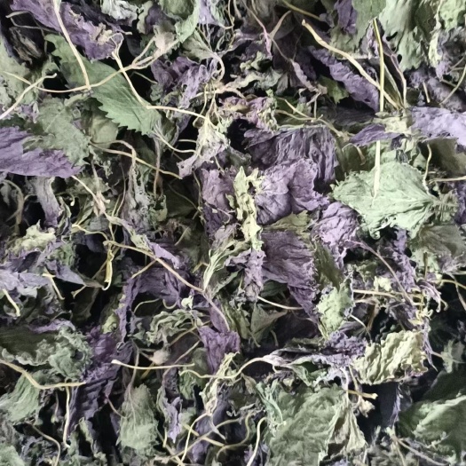 广宁县新鲜紫苏      紫苏干叶