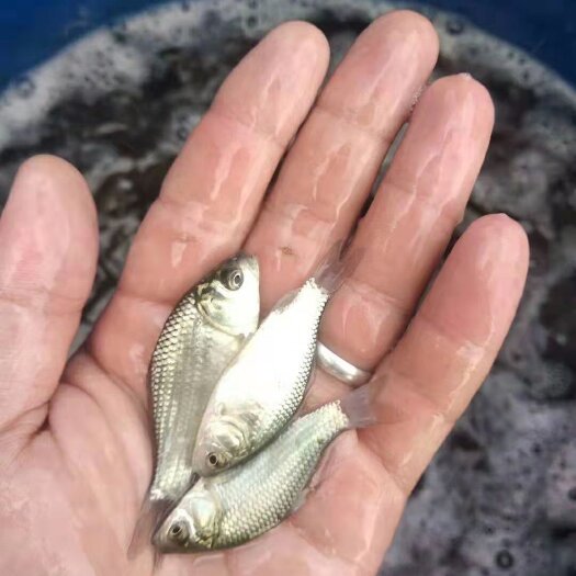 重庆市出售鲫鱼苗
