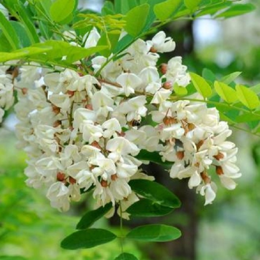 安岳县新鲜槐花